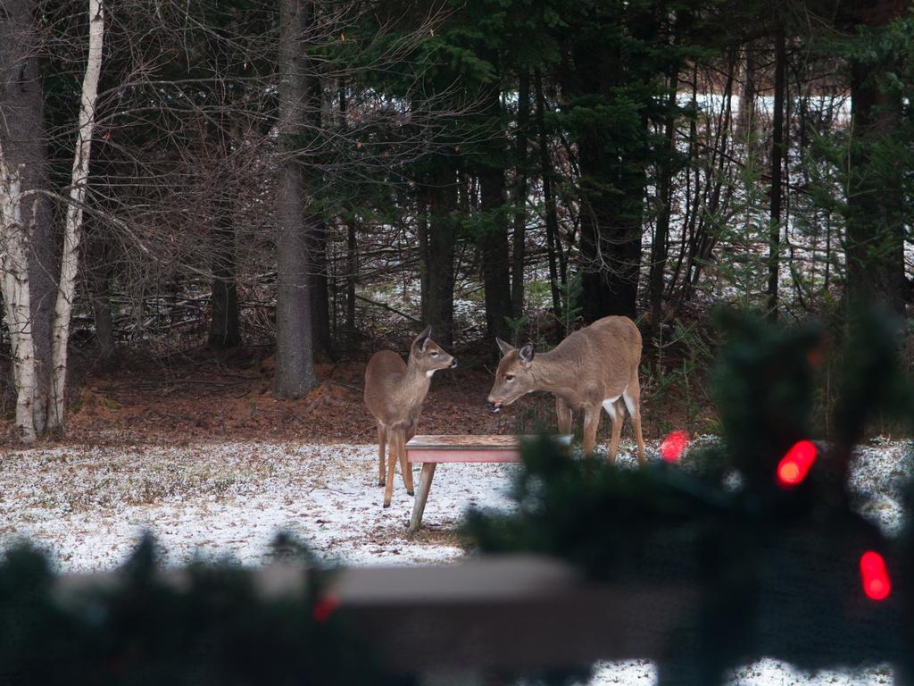 Gite Crystal Inn Mont-Tremblant Eksteriør billede